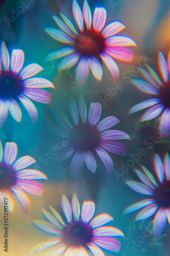 Echinacea photographed through prism filter photo