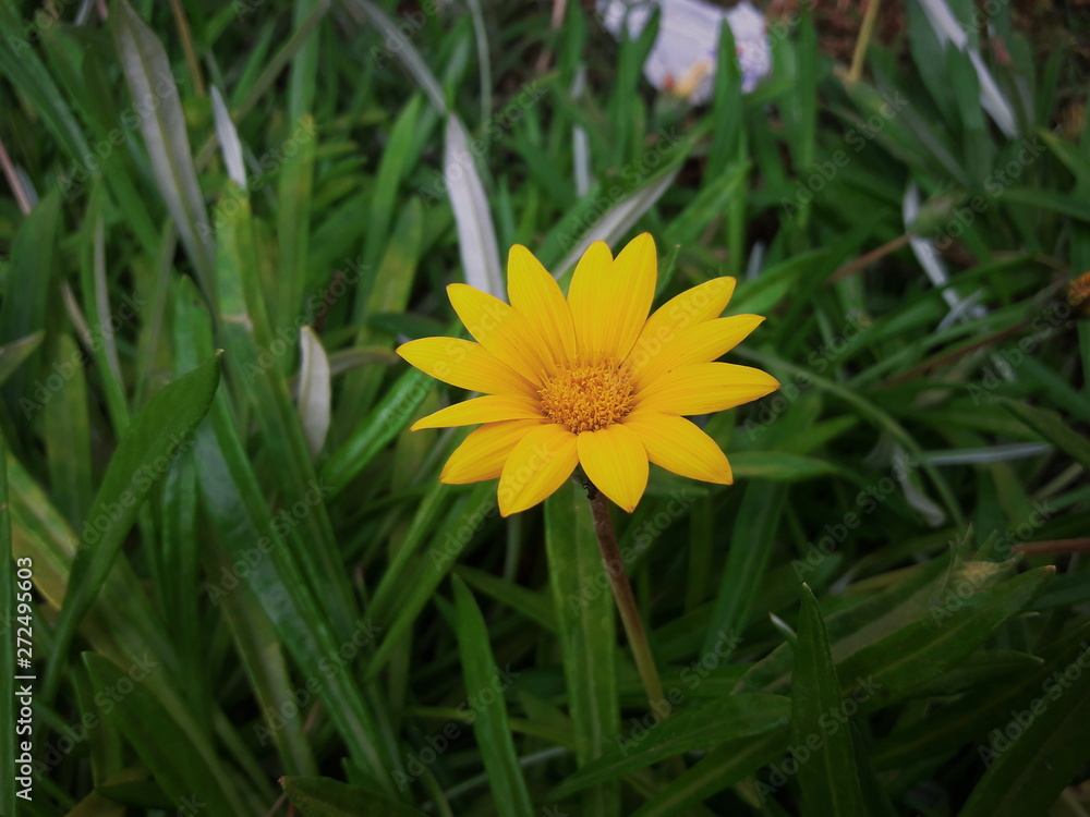 Beautiful yellow flower
