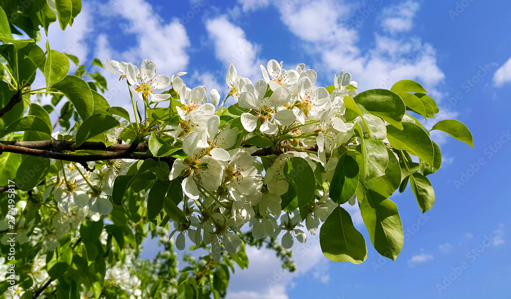 Branch of a spring fruit tree with beautiful white flowers Branch of a spring fruit tree with beautiful white flowers
