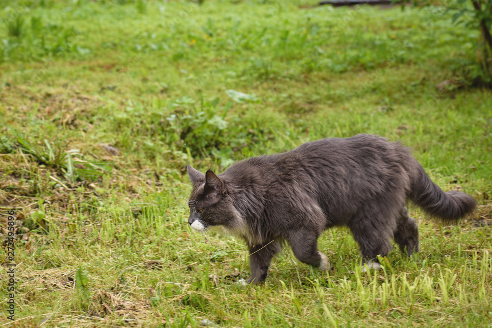Gray, wild fluffy cat walks through the green grass to hunt. Gray, wild fluffy cat walks through the green grass to hunt.