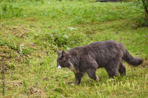 Gray, wild fluffy cat walks through the green grass to hunt.