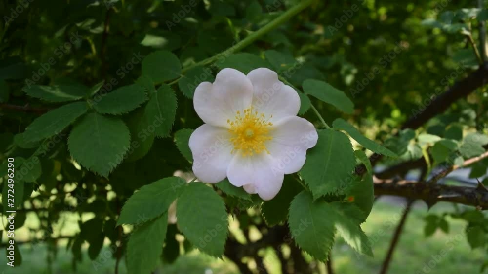 View a single white flower on a background of dark foliage. View a single white flower on a background of dark foliage.