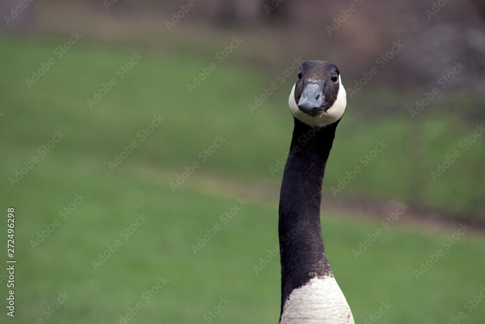 Obraz premium goose with crooked neck