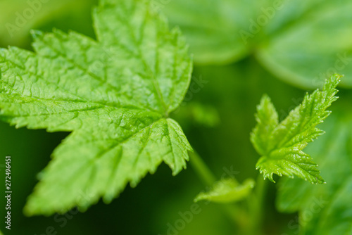 Doob medicinal and dietary herb. Ground-elder or Goutweed - wild edible and medicinal perennial grass.