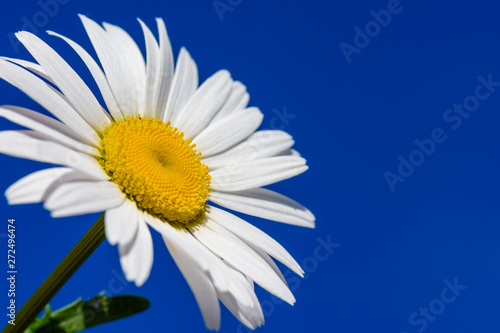 White Daisy. Daisy flower in summer close-up. Chamomile closeup on a green background. Daisy. Chamomile ordinary sunny day in summer.