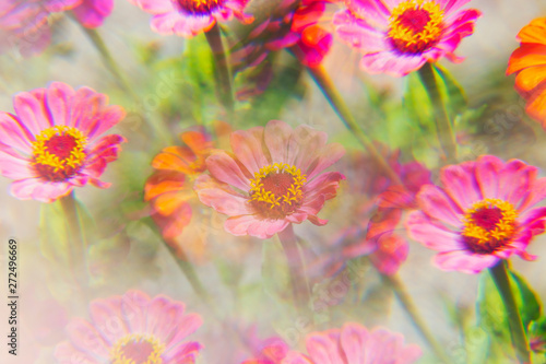 Wallpaper Mural Zinnia's photographed through prism Torontodigital.ca