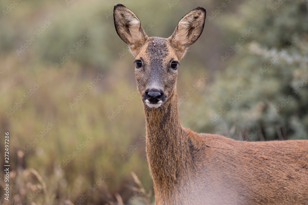 Female capreolus in the bush - natural environment. Female capreolus in the bush - natural environment.