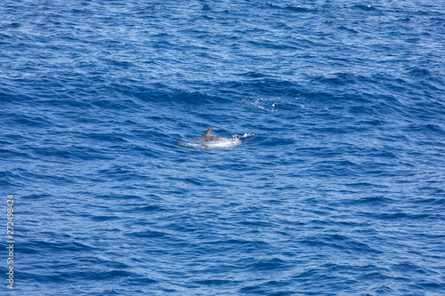 dolphin swimming in the blue ocean in Tenerife Spain