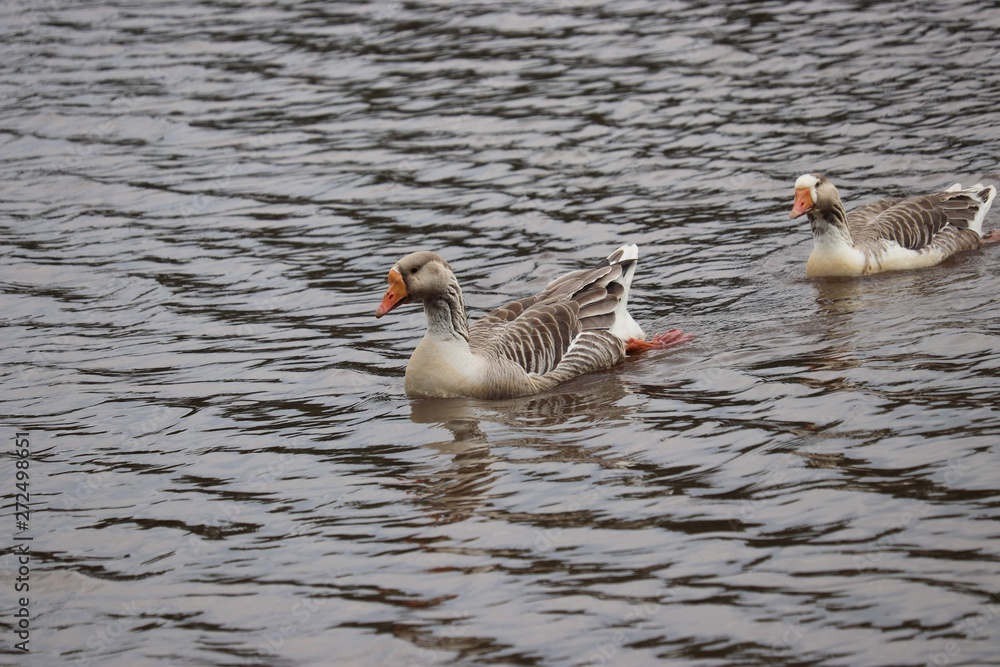 Obraz premium Goose in water