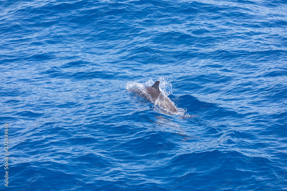 Obraz premium dolphin swimming in the blue ocean in Tenerife,Spain