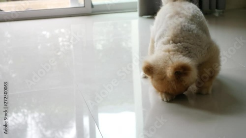 funny fat pomeranian dog cute pet lying down playful in living room