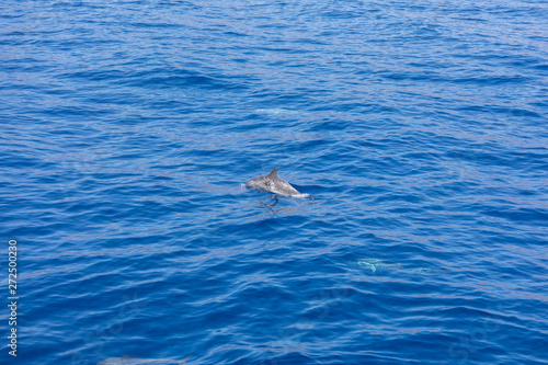 dolphin swimming in the blue ocean in Tenerife,Spain © Vince Scherer 
