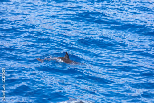 dolphin swimming in the blue ocean in Tenerife,Spain