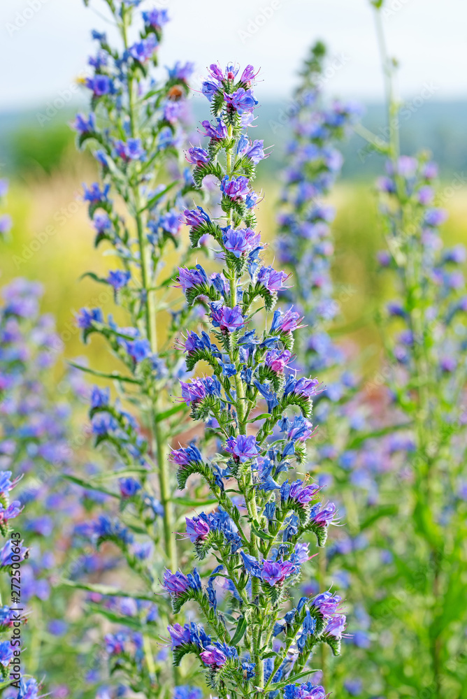 Fototapeta premium Blühender Natternkopf, Echium vulgare