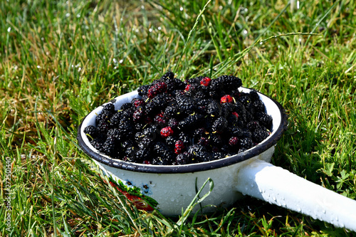 Mulberry harvest in a colander in the garden on a sunny summer day on the grass.
