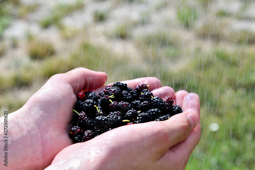 Mulberry harvest in hands under the stream of water, in the garden on a summer sunny day. Mulberry harvest in hands under the stream of water, in the garden on a summer sunny day.
