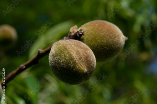 Close up picture of a peach in the tree
