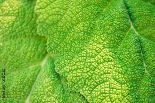 fleshy leaves burdock macro photo for background.
