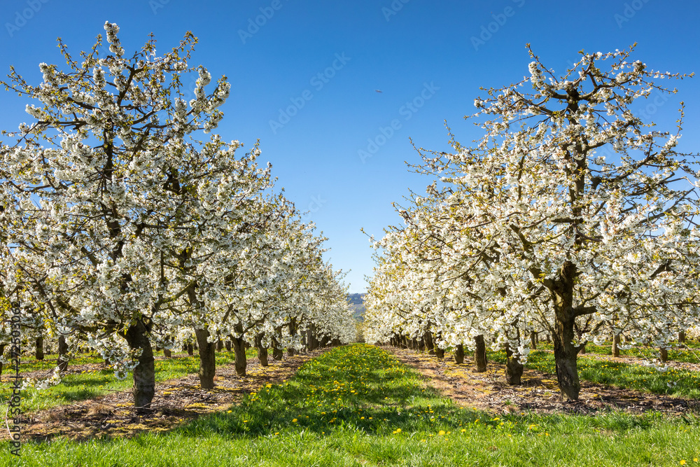 Cherry tree blossom near Ockstadt