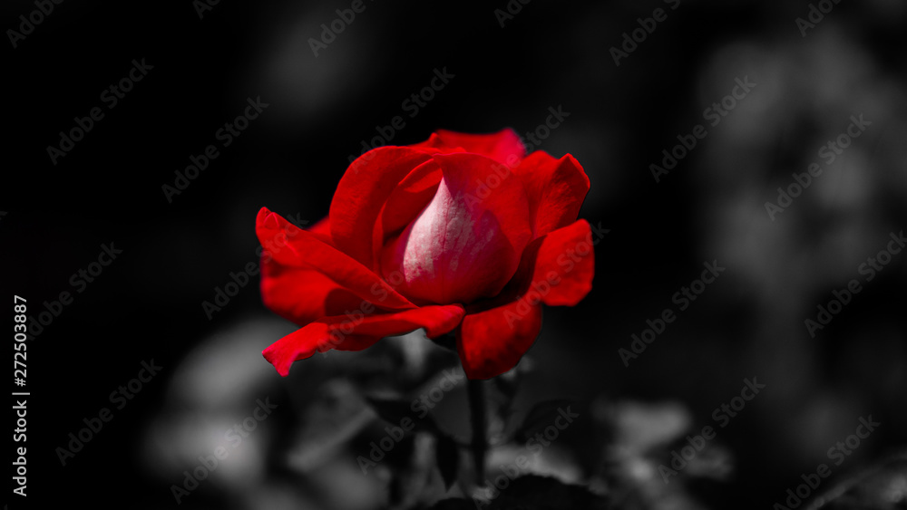 red rose in garden red rose in garden