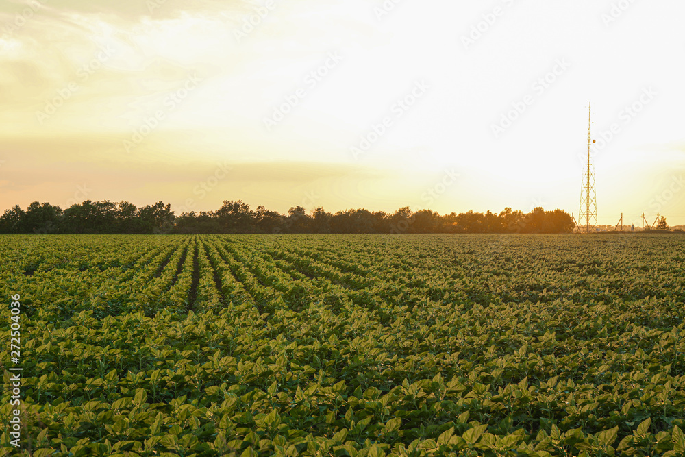 Green sunflower field at sunset, space for text. Agriculture