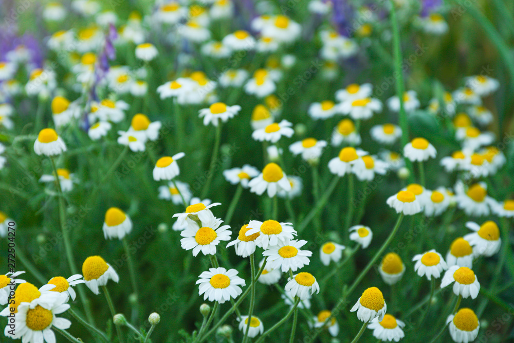 Beautiful field daisies as background, space for text