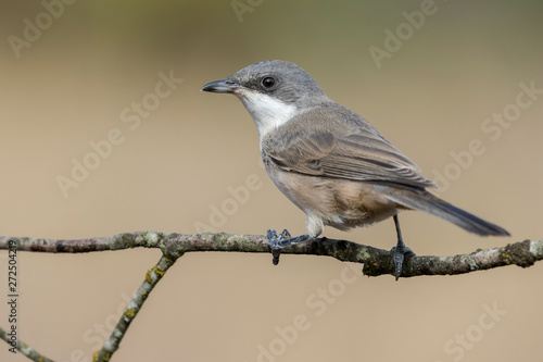 Western Orphean warbler (Sylvia hortensis), in its natural environment.