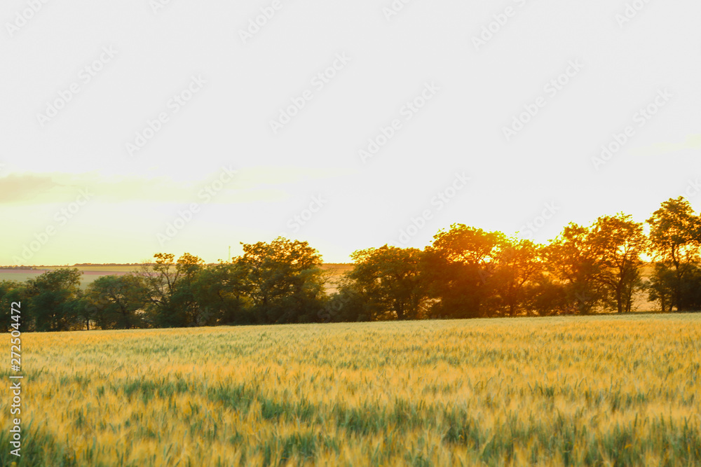 Obraz premium Wheat field at sunset, space for text. Agriculture
