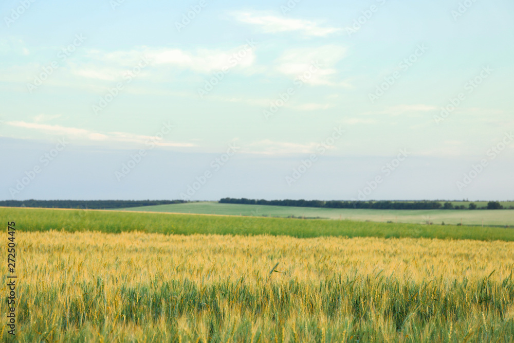 Fields against blue sky, space for text. Agriculture