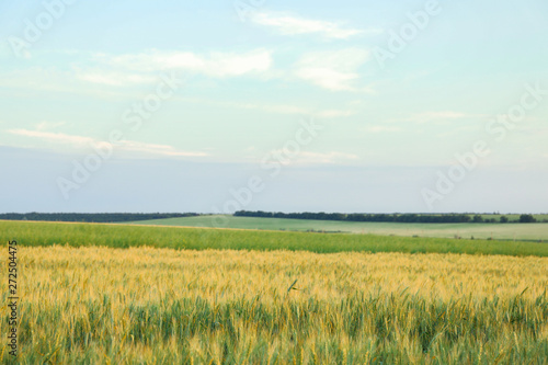 Fields against blue sky, space for text. Agriculture