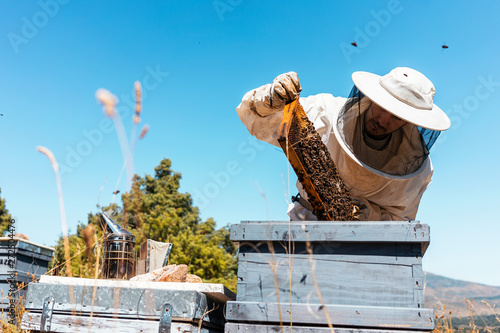 Beekeeper working collect honey