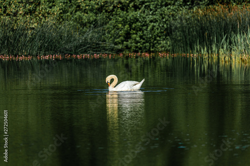 Swan on the water