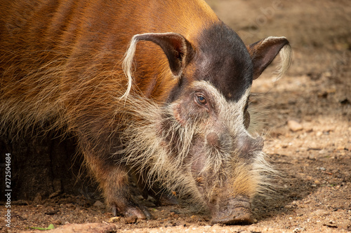 red river hog photo