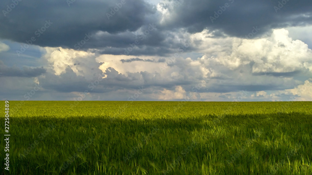 Green field of wheat against the backdrop of a stormy sky