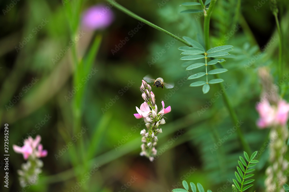Rosa Blüte in grüner Umgebung und heranfliegende Biene - Stockfoto