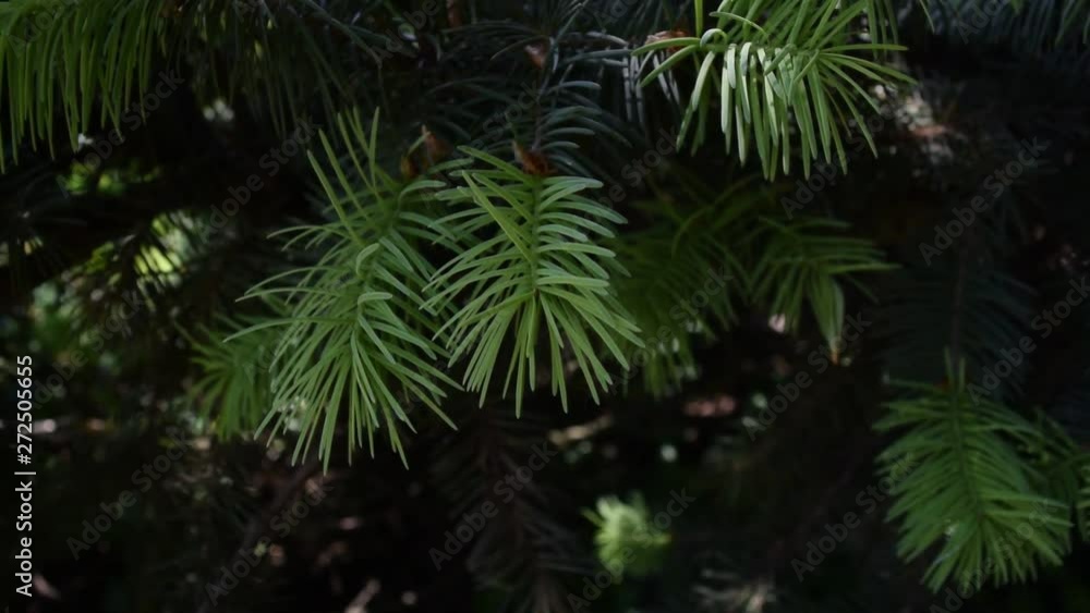 Background of green pine branches in nature. Summer. Background of green pine branches in nature. Summer.