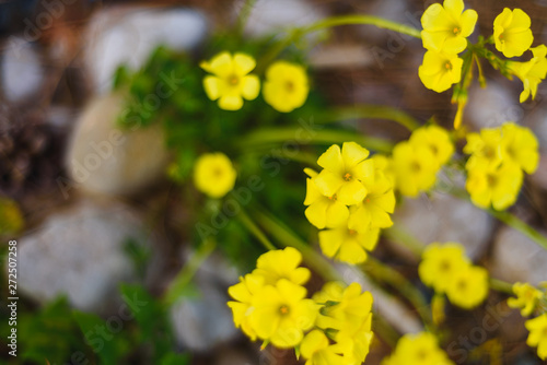 Summer, spring Background. Flowers. Nature Background. Yellow Flowers on green © conssuella