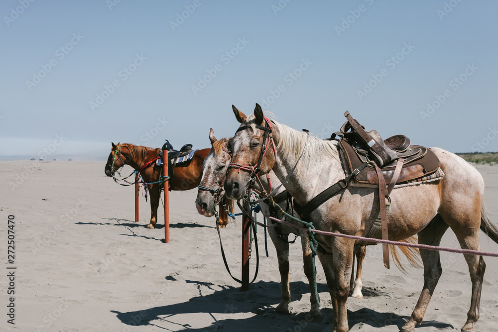 horses stand tied ready for riders on the beach horses stand tied ready for riders on the beach