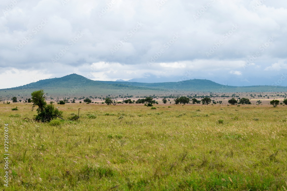 Obraz premium The savannah grassland ladscape against a mountain background, Taita Hills Wildlife Sanctuary, Kenya