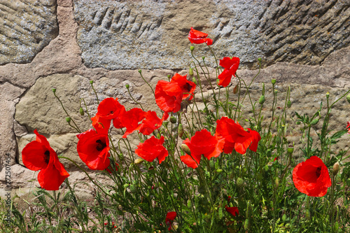 poppy blossoms in front of an old stone wall