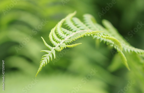 Close up of a bright green fern foliage background texture.