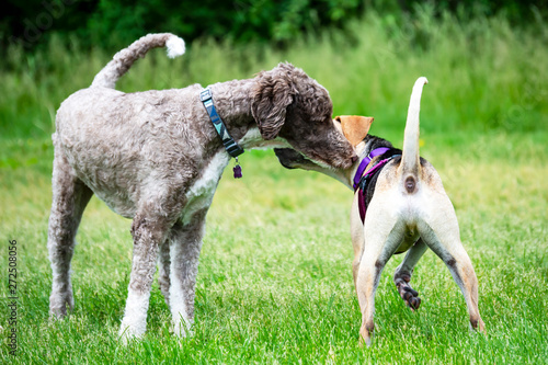 Dogs greeting each other at a dog park.