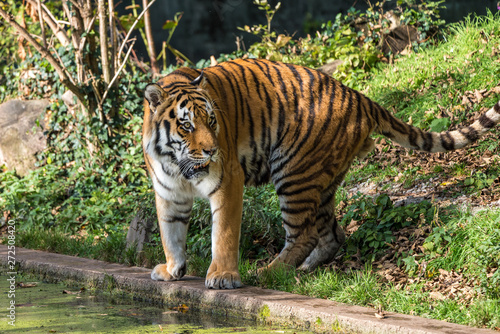 The Siberian tiger,Panthera tigris altaica in the zoo