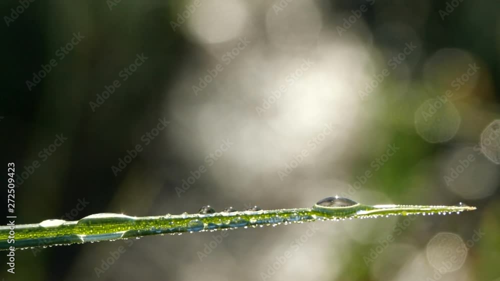 Fantastic beautiful raindrops dew sparkling in sun on leaves of fresh green grass Fantastic beautiful raindrops dew sparkling in sun on leaves of fresh green grass
