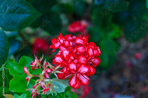 red flowers in the garden