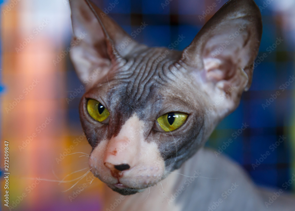 Closeup Cat of breed Sphynx Looking in camera