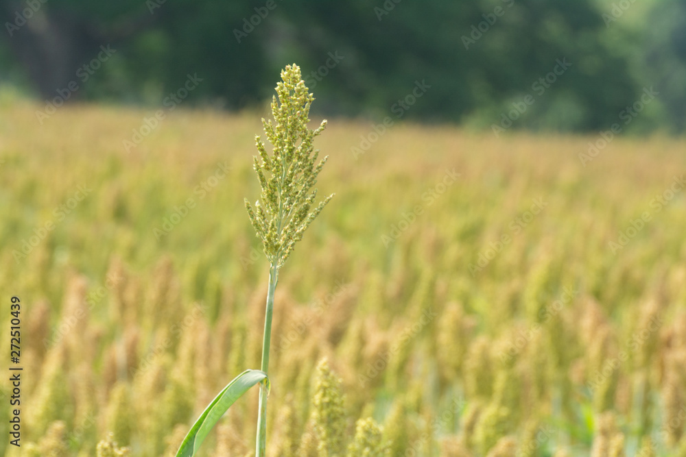 sorgo sorgo