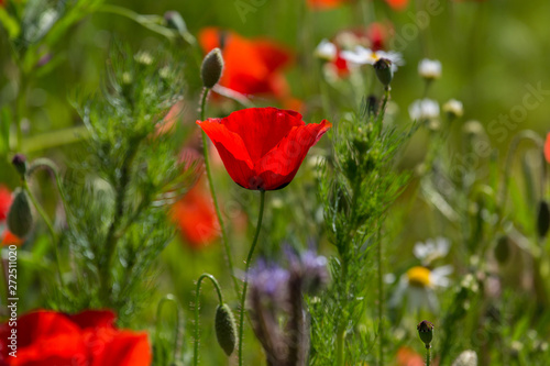 Poppy Field / Mohnblumenfeld photo