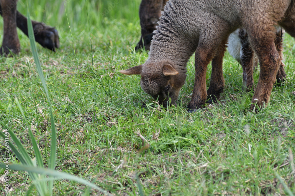 a flock of sheep with head bowed to the ground grazing on the grass a flock of sheep with head bowed to the ground grazing on the grass