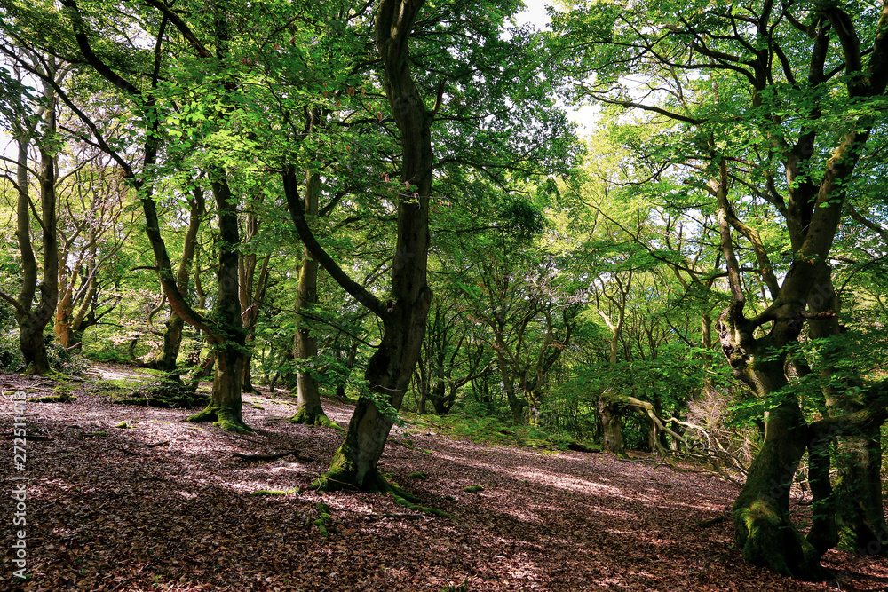 Fototapeta premium Hutewald Halloh